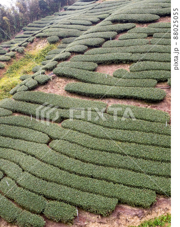 Beautiful tea garden rows scene isolated, design concept for the tea product. 88025055