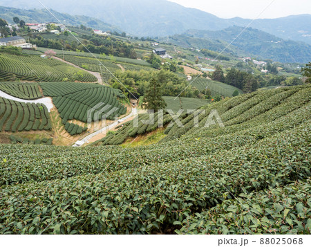Beautiful tea garden rows scene isolated, design concept for the tea product. 88025068