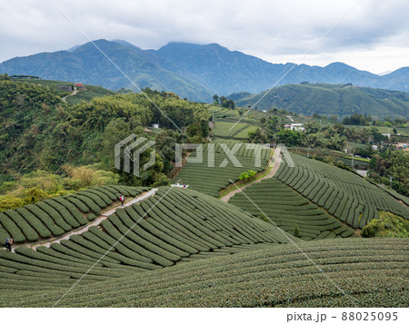 Beautiful tea garden rows scene isolated, design concept for the tea product. Beautiful tea garden rows scene isolated, design concept for the tea product. 88025095