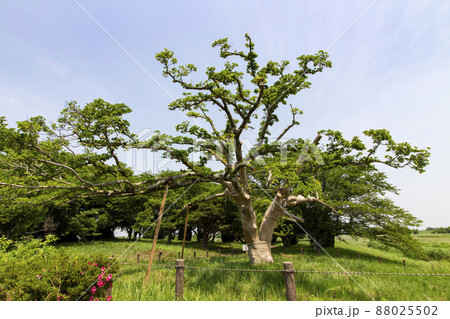 中の島公園のこぶしの木 88025502