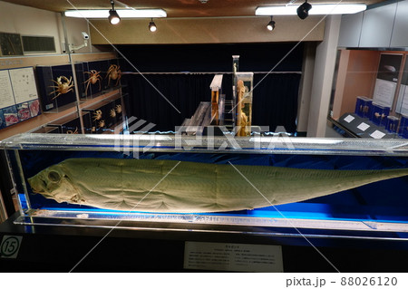 自然 人文博物館 自然 人文博物館 88026120