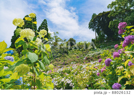 服部農園あじさい屋敷 88026132