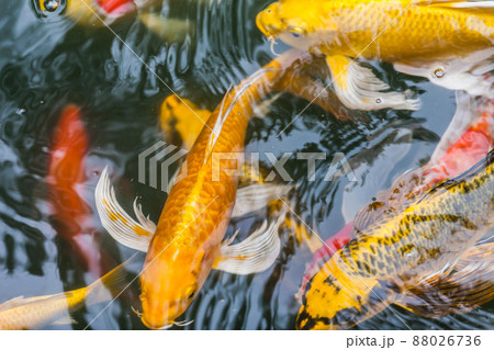 beautiful koi fish swimming beautiful koi fish swimming 88026736