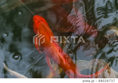 beautiful koi fish swimming 88026737