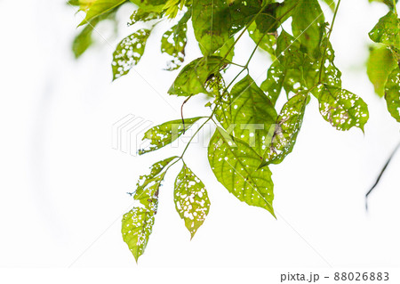 Leaf with holes, eaten by pests Leaf with holes, eaten by pests 88026883