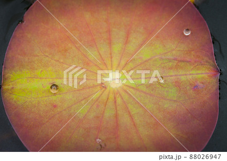 Lotus leaf with water drop 88026947