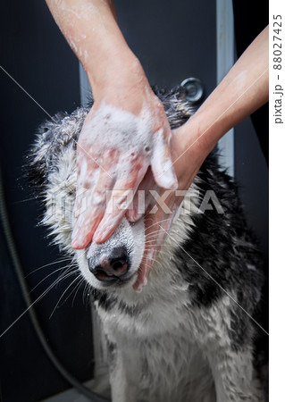 Washing husky dog. Muzzle wash. Washes face with shampoo. Muzzle in foam. 88027425