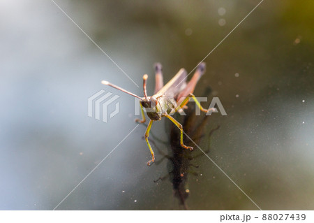 Grasshopper perching on a mirror 88027439