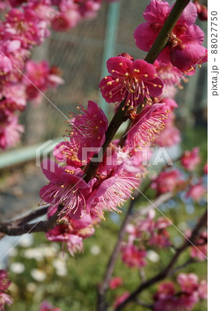 梅の花 梅の花 88027750