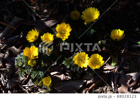 福寿草（ふくじゅそう） 88028123