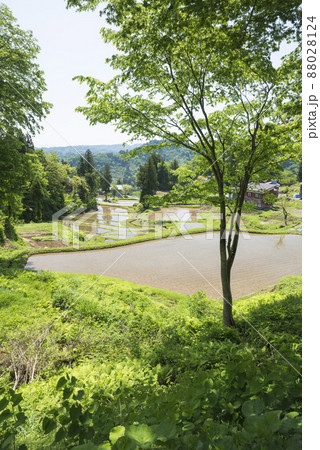 早春の管刈の棚田 88028124