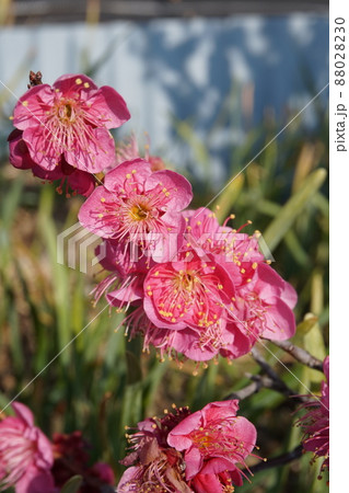 梅の花 梅の花 88028230