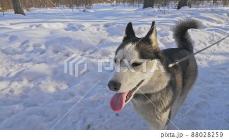 Woman and small child walking running in winter forest with of husky dog. Young mother with daughter in park with huskies dog. Friendship pet human. 88028259