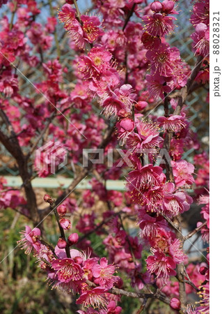 梅の花 梅の花 88028321