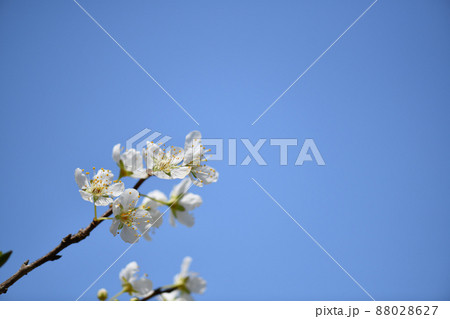 スモモ（李）の花 88028627