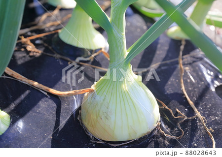 畑で育つタマネギ 88028643