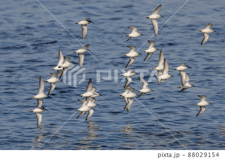 Flying Sanderling bird 88029154