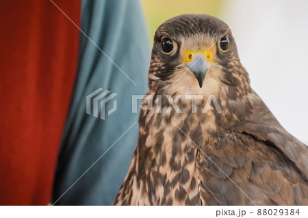 Trained falcon sitting on woman hand at historical festival - close up 88029384