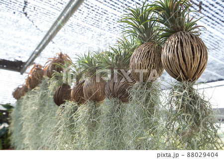 Tillandsia usneoides hanging on Dry Suicide tree under slant in the garden Tillandsia usneoides hanging on Dry Suicide tree under slant in the garden 88029404