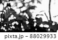 モノクロの蜘蛛01 88029933