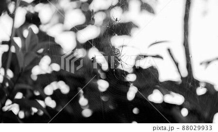 モノクロの蜘蛛01 88029933
