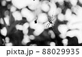 モノクロの蜘蛛02 88029935