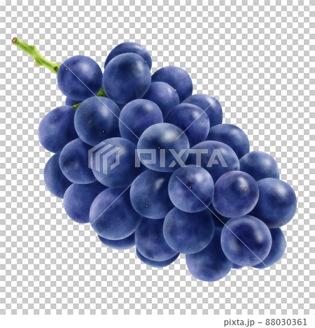 水彩イラスト　ぶどう 88030361