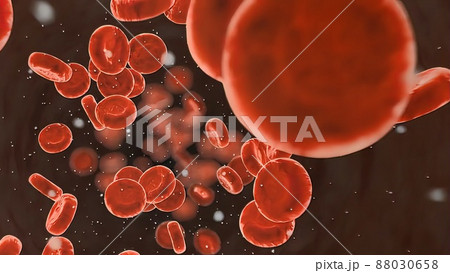 Blood circulatory system.Red blood cells. 88030658