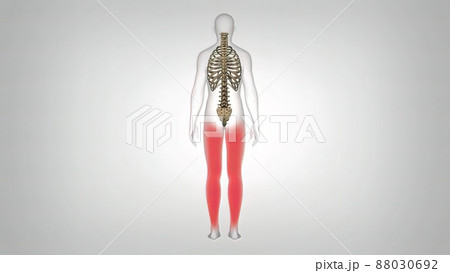 Skeletal representation of back and neck pain in human anatomy Skeletal representation of back and neck pain in human anatomy 88030692