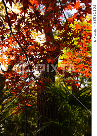 春に染まるノムラ紅葉 春に染まるノムラ紅葉 88031103