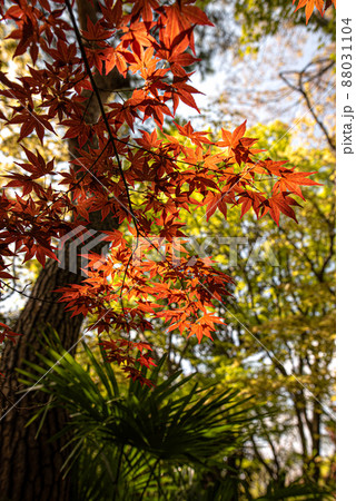春に染まるノムラ紅葉 春に染まるノムラ紅葉 88031104