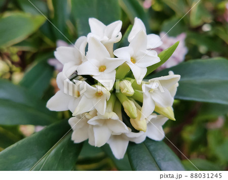 シロバナジンチョウゲの花 シロバナジンチョウゲの花 88031245