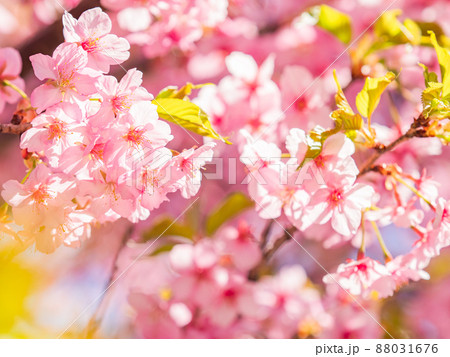 うららかな春の景色 ほんのりピンクな満開の河津桜 うららかな春の景色 ほんのりピンクな満開の河津桜 88031676