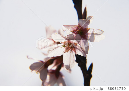 ケイオウザクラ　Cerasus ‘Keio-zakura’ 88031750
