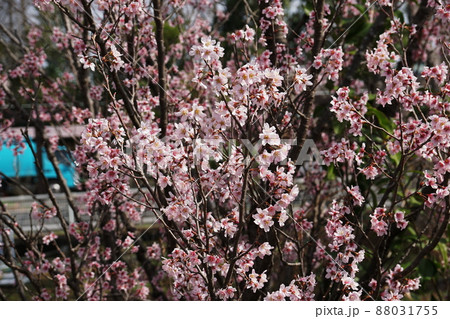 ケイオウザクラ　Cerasus ‘Keio-zakura’ 88031755