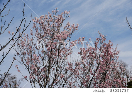ケイオウザクラ Cerasus ‘Keio-zakura’ ケイオウザクラ Cerasus ‘Keio-zakura’ 88031757