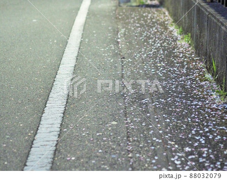 道路に落ちた桜の花びら 道路に落ちた桜の花びら 88032079