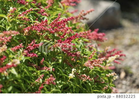 チシマヒメイワタデ 滝野すずらん丘陵公園 札幌市 チシマヒメイワタデ 滝野すずらん丘陵公園 札幌市 88032225
