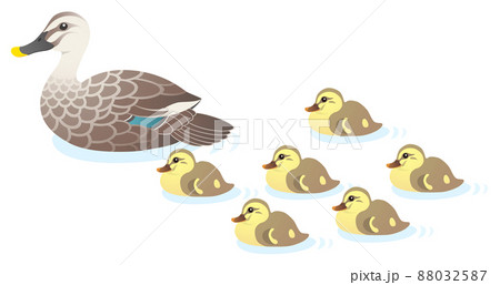 カルガモ 親子 引っ越し 白背景 カルガモ 親子 引っ越し 白背景 88032587
