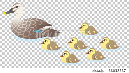 Mallard duck parent and child moving white background 88032587