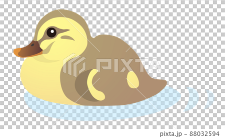 カルガモ　雛鳥　白背景 88032594