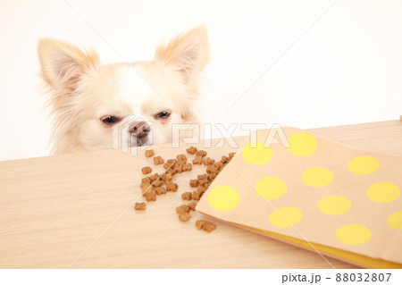 机の上のドッグフードを盗み食いするクリーム色のロングコートチワワ  88032807