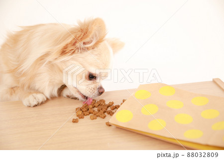 机の上のドッグフードを盗み食いするクリーム色のロングコートチワワ  88032809