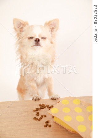 机の上のドッグフードを盗み食いするクリーム色のロングコートチワワ  88032823