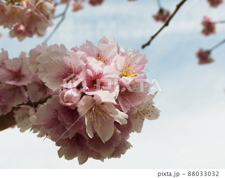 オオカンザクラ Cerasus × kanzakura ‘Oh-kanzakura’ オオカンザクラ Cerasus × kanzakura ‘Oh-kanzakura’ 88033032