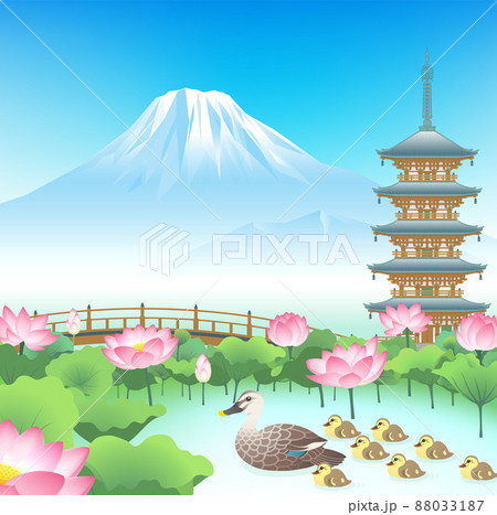 カルガモ　親子　家族　蓮　池 88033187