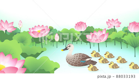 カルガモ　親子　家族　蓮　池 88033193
