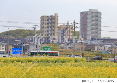 菜の花と街並み(愛知県 日進市 米野木町) 菜の花と街並み(愛知県 日進市 米野木町) 88033645