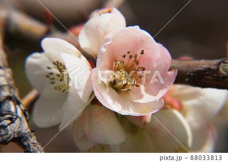 ボケ　Flowering quince 88033813