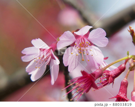 オカメザクラ　Prunus incamp cv. Okame 88033819